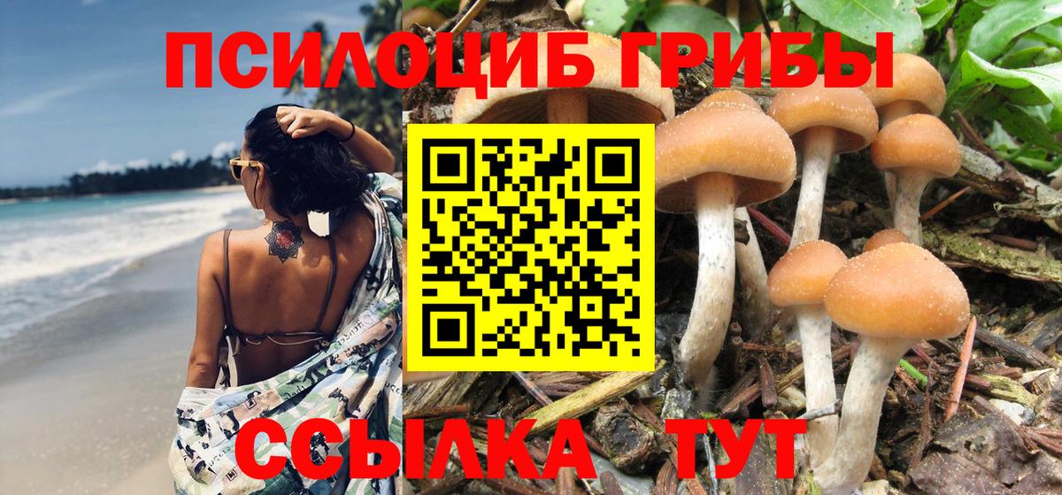 Псилоцибиновые грибы Psilocybe  Вход с VPN  Мончегорск 